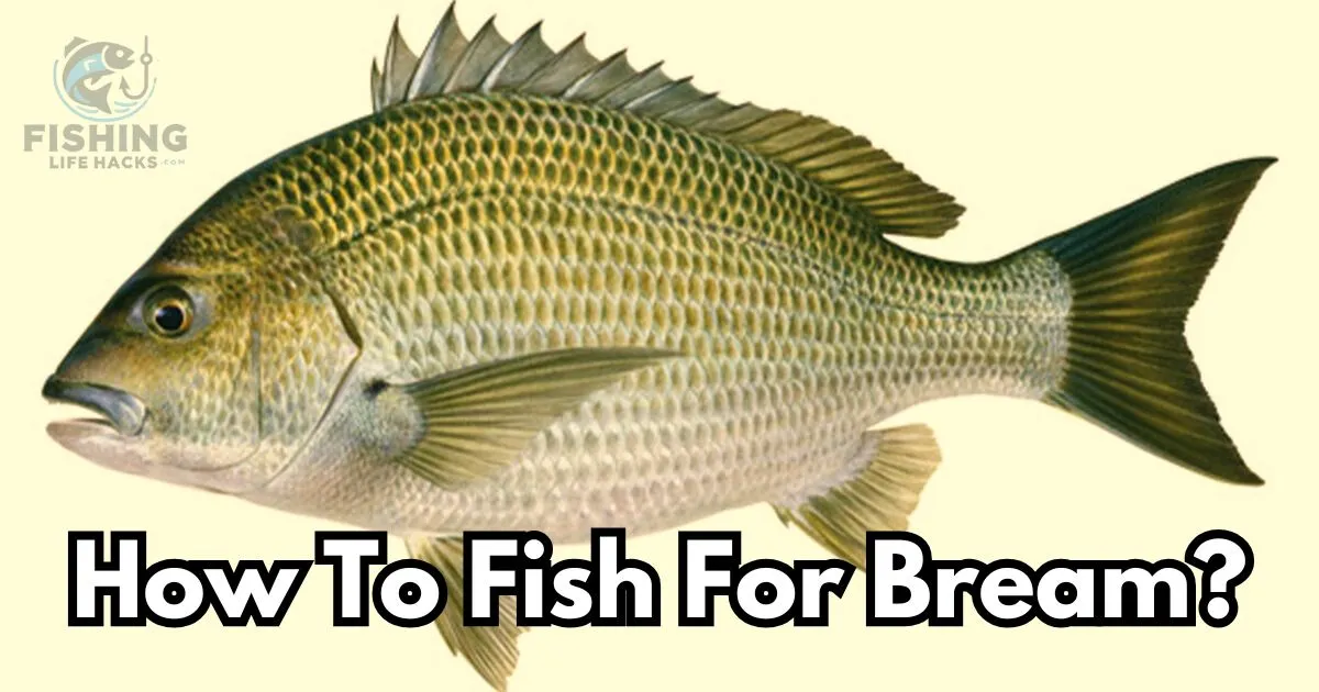 A detailed guide to How To Fish For Bream?