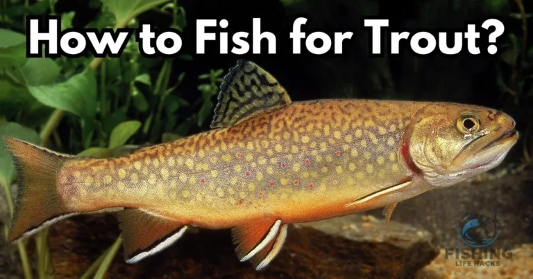 Fish for Trout with Complete Guide 2024