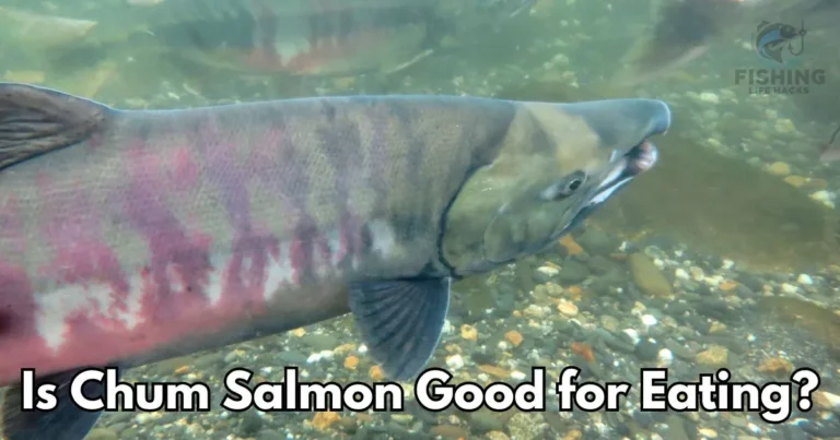 Health Benefits, Taste, and Sustainability of Chum Salmon.