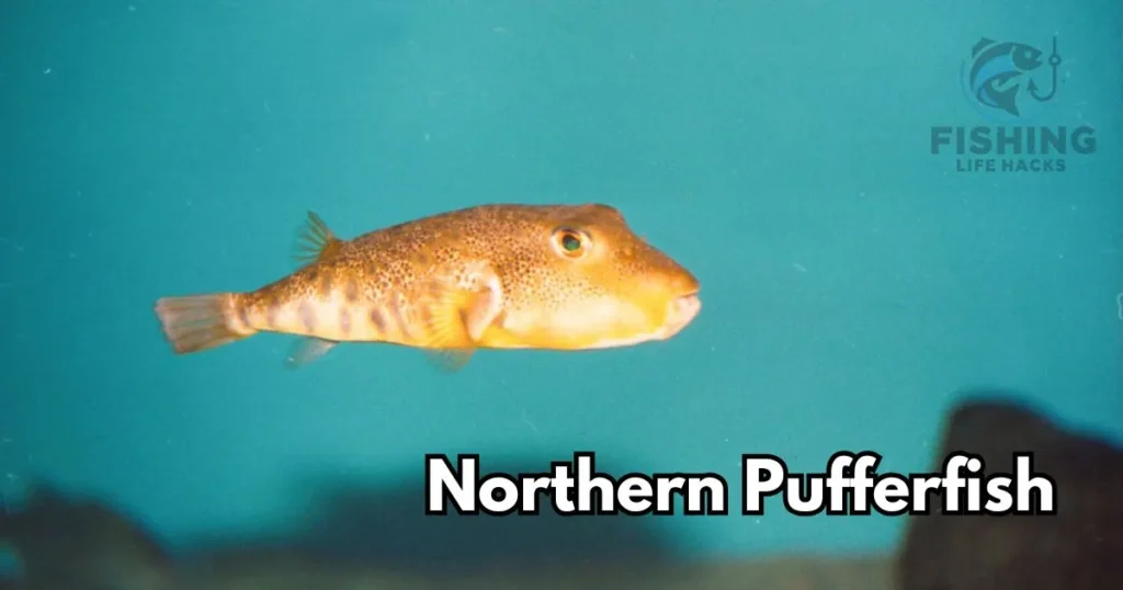 The Northern Pufferfish: A tiny fish with a big defense.
