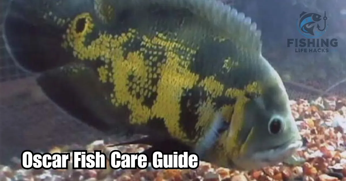 Learn how to properly care for Oscar fish