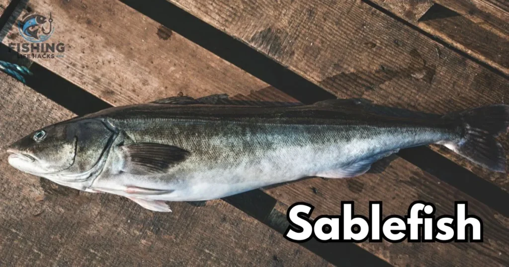 Discover the Luxurious Taste of Sablefish.
