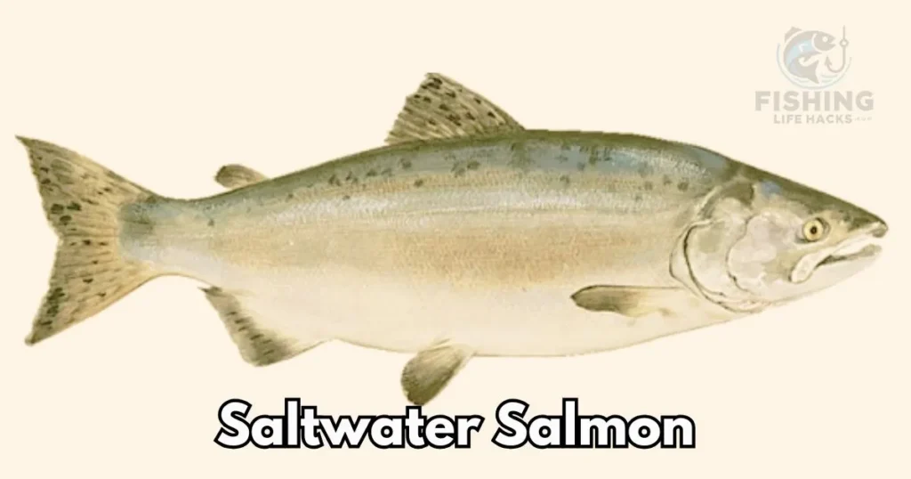 Saltwater Salmon: A Taste of the Wild
