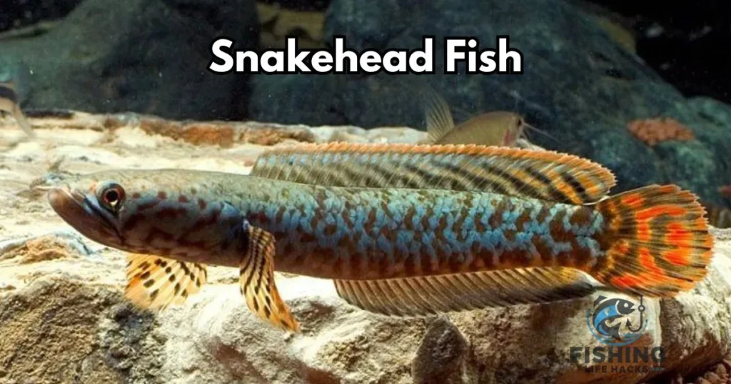 The Fish with a Bite: A Look at the Snakehead
