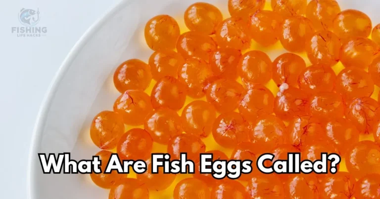 Complete Guide to Fish Eggs Reproduction