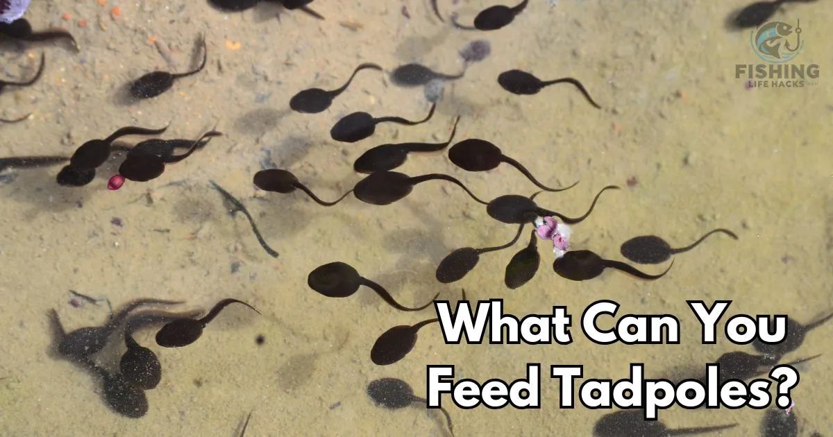 What Can You Feed Tadpoles?