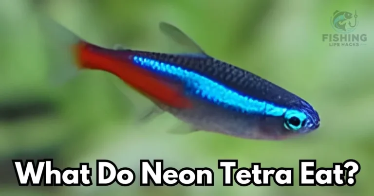 A detailed guide on What Do Neon Tetra Eat?