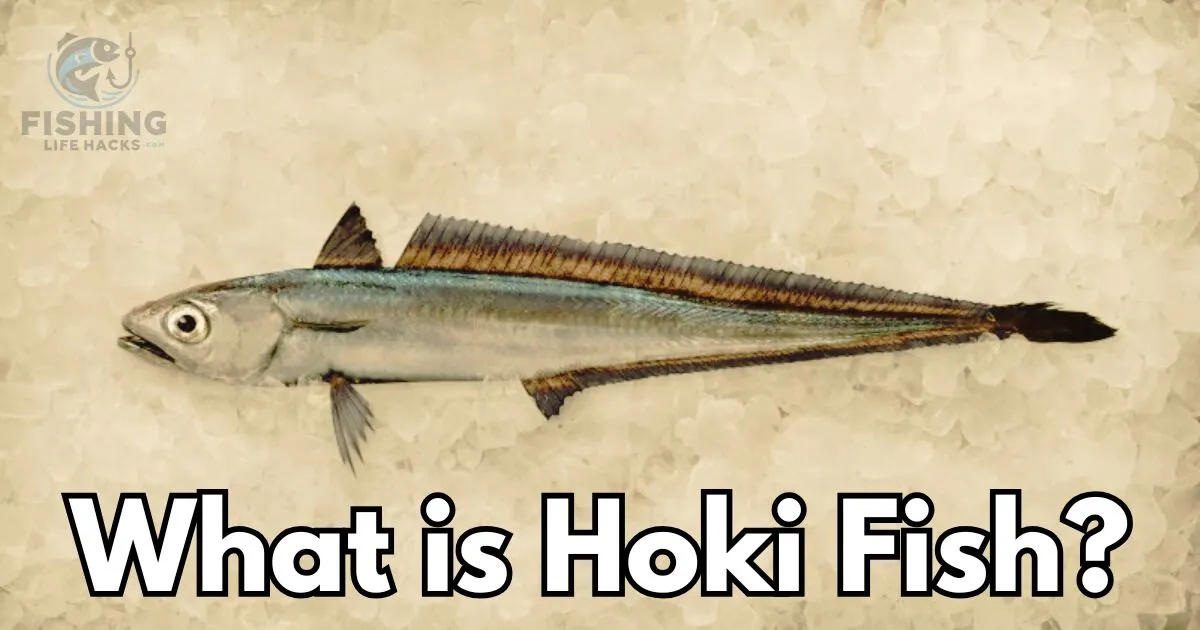 A complete Guide of Hoki Fish